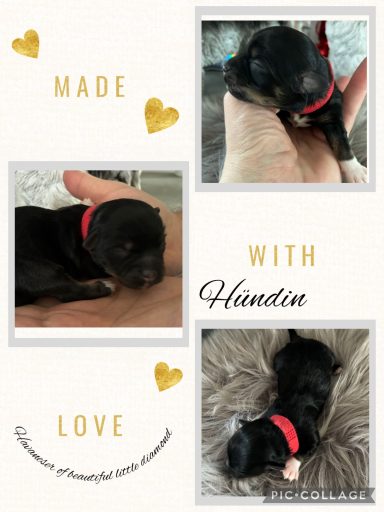 Hündin Josy (*) Ein schwarzer Welpe mit rotem Halsband liegt in einer Hand.