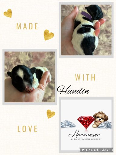 Hündin Ida Ein schwarzes und weißes Welpenbaby in einer Hand, umgeben von Herzen und Logo.