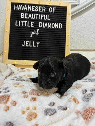 Jelly - (reserviert) Schwarzes Havaneser-Welpe namens Jelly auf einem gepunkteten Hintergrund mit Schild.
