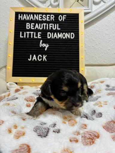 Jack - (reserviert) Welpe eines Havanesers auf einer Decke mit einem Schild, das den Namen anzeigt.