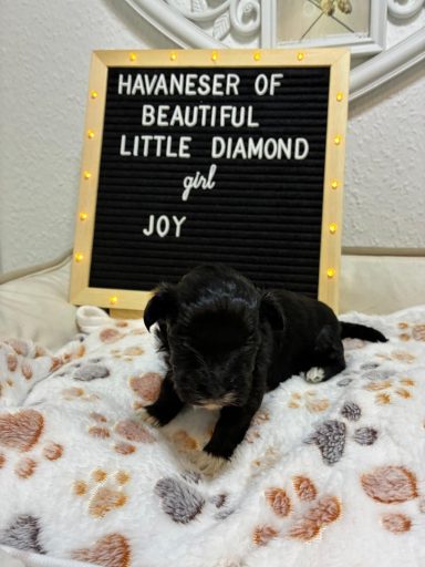 Joy - (fest vergeben) Schwarzes Welpen liegt auf einer Decke mit einem Schild über ihren Namen.