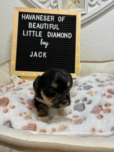 Jack - (reserviert) Havaneser-Welpe auf einer Decke, vor einem Schild mit dem Namen "Little Diamond by Jack".