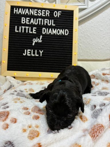 Jelly - (reserviert) Schwarzer Havaneser liegt auf einer Decke neben einem Schild mit dem Namen "Jelly".