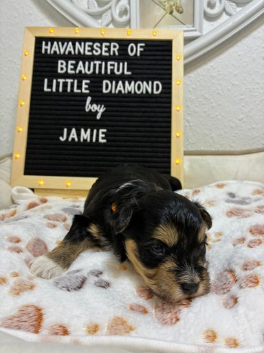 Jamie - (fest vergeben) Ein kleiner Havaneser-Welpe liegt auf einer Decke neben einem Schild mit seinem Namen.