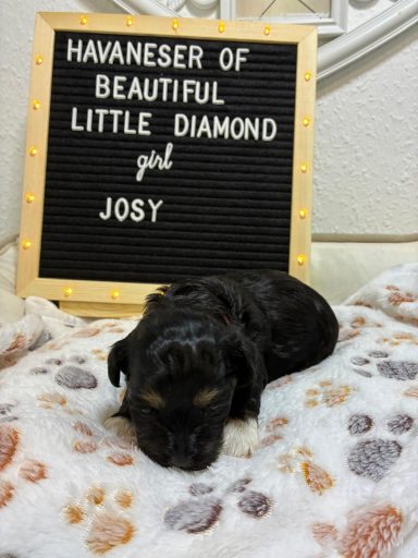 Josy - (reserviert) Schlafender Welpe auf einer Decke, mit einem Schild mit dem Namen Josy und einer Beschreibung.