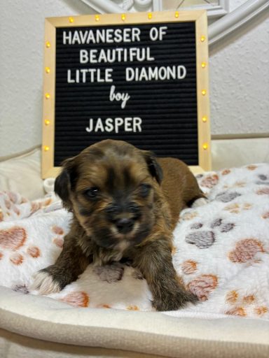 Jasper - (reserviert) Havaneser-Welpe namens Jasper sitzt vor einem beleuchteten Schild.