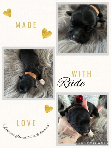 Rüde Joko Schwarzer Welpe mit orangefarbener Halsband auf einem weichen Untergrund.