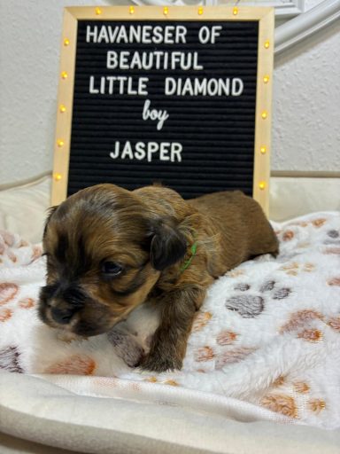 Jasper - (reserviert) Ein kleiner Havaneser-Welpe liegt auf einem kuscheligen Platz vor einem Schild mit Text.