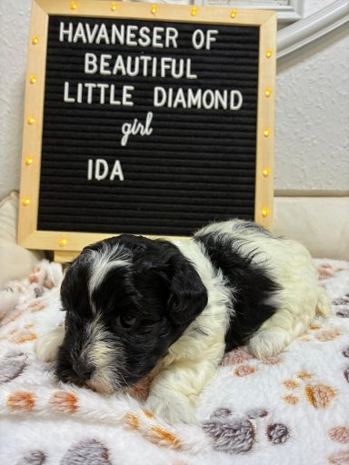 Ida - (fest vergeben) Havaneser Welpe namens Ida liegt auf einem weichen Stoff mit einem Namensschild.