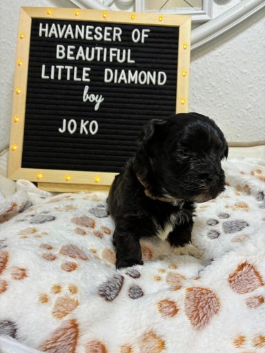 Joko Schwarzer Havaneser-Welpe auf einem flauschigen Blanket mit Schild im Hintergrund.