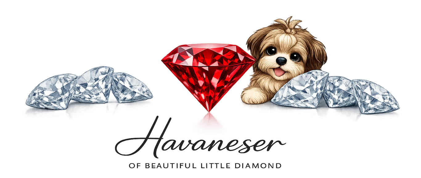 Havaneser of beautiful little diamond Havaneser of beautiful little diamond