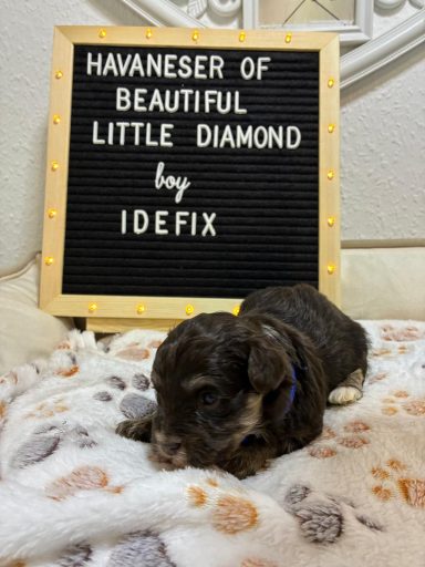 Idefix Ein kleiner, braun-weißer Welpe mit einem Schild, das "Havaneser von Beautiful Little Diamond" zeigt.