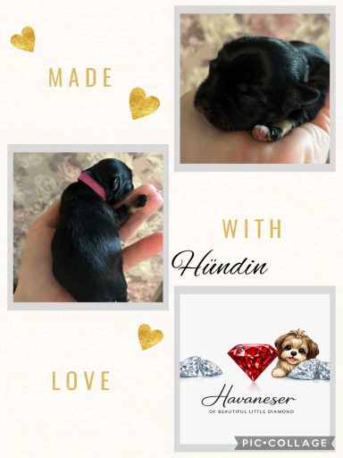 Hündin Izzy Zwei Bilder eines kleinen Hundewelpen in einer Hand, umgeben von Herzen und einem Logo.