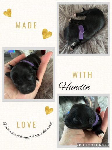 Hündin Jelly (*) Drei Bilder eines süßen schwarzen Hundewelpen in einer Hand, mit verschiedenen Halsbändern.