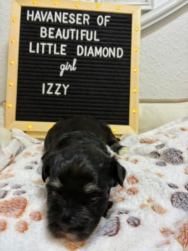 Izzy Schwarzes Havaneser-Welpenmädchen namens Izzy liegt vor einem Anschlagbrett.