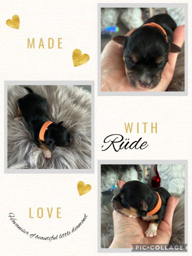 Rüde Jamie Welpe mit orangefarbenem Kragen, auf einer grauen Decke in Hand gehalten.