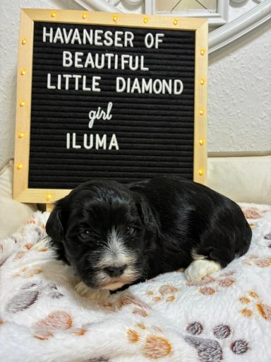 Iluma Kleiner Havaneser-Welpe namens Iluma liegt auf einer Decke mit einem Schild daneben.