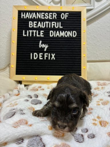 Idefix Havaneserwelpe auf einer Decke neben einem dekorativen Schild mit Schriftzug.