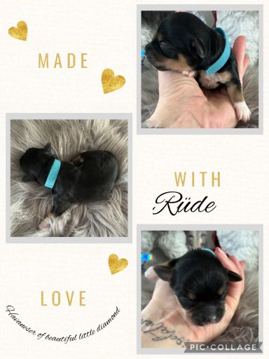 Rüde Jack Kleiner Welpe in der Hand, mit hellblauem Halsband und liebevollem Hintergrund.