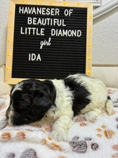 Ida - (fest vergeben) Havaneser-Welpe namens Ida liegt vor einer beschrifteten Tafel.