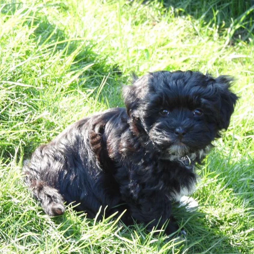 Der kleine Joko Schwarzer, flauschiger Welpe auf grünem Gras, schaut neugierig in die Kamera.