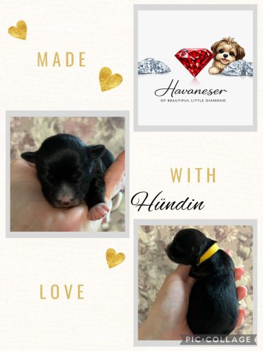 Hündin Iluma Kleine schwarze Welpen in der Hand, umgeben von herzlichen Elementen und dem Schriftzug "Made with Love".