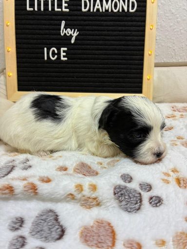 Ice - (fest vergeben) Welpe mit schwarzem und weißem Fell liegt auf einer Decke mit Pfotenmuster.