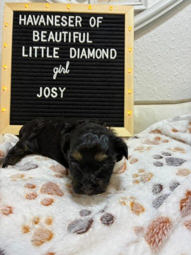 Josy - (reserviert) Schwarzer Welpe liegt auf einer Decke, neben einem Schild mit dem Namen "Josy".