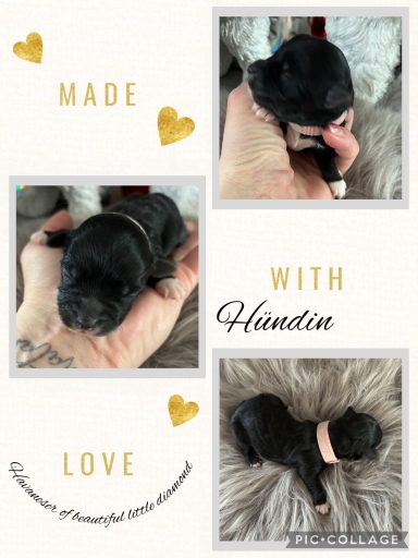 Hündin Joy Schwarzer Welpe in Händen, niedlich mit Halsband und weich gefertigtem Hintergrund.