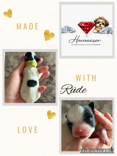 Rüde Ice Ein kleines, schwarz-weißes Hundebaby wird liebevoll in einer Hand gehalten.