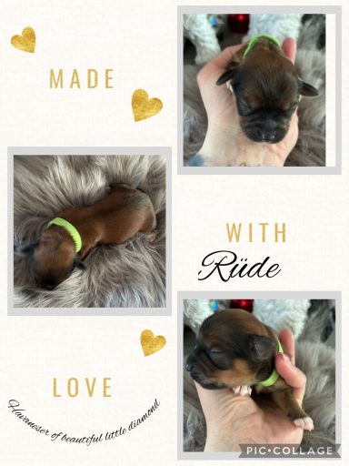 Rüde Jasper (*) Fawnfarbener Welpe mit grünem Halsband auf einem weichen, grauen Untergrund.