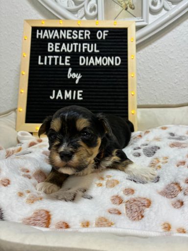 Jamie - (fest vergeben) Welpen des Havaneser mit einem Schild, das "Havaneser von Beautiful Little Diamond" zeigt.