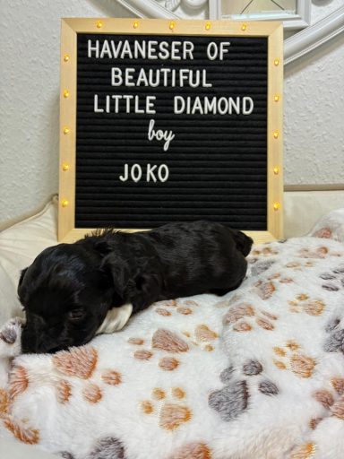 Joko Ein schwarzer Hund schläft auf einer Decke neben einem Schild mit dem Text über Havaneser.