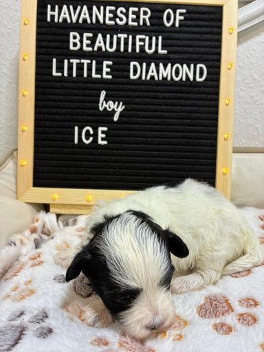Ice - (fest vergeben) Havaneser-Welpe schläft neben einem Schild mit seinem Namen und Züchter.