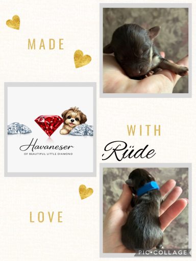 Rüde Idefix Zwei Welpen auf einer Hand, einer mit blauer Schleife, umgeben von dekorativen Elementen.