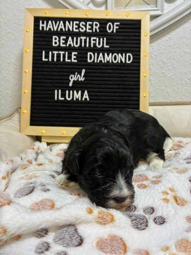 Iluma Schwarzer Havaneserhund liegt auf einem kuscheligen, gepunkteten Blanket.