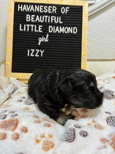 Izzy Havaneser-Welpe namens Izzy auf einer Decke, neben einem Schild mit ihrem Namen.