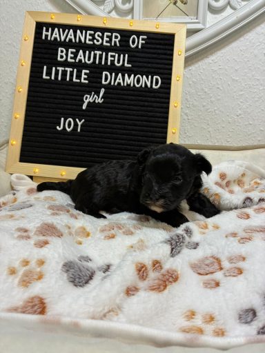 Joy - (fest vergeben) Schwarzes Welpen auf einem flauschigen Decken mit einem Schild, das „Joy“ zeigt.